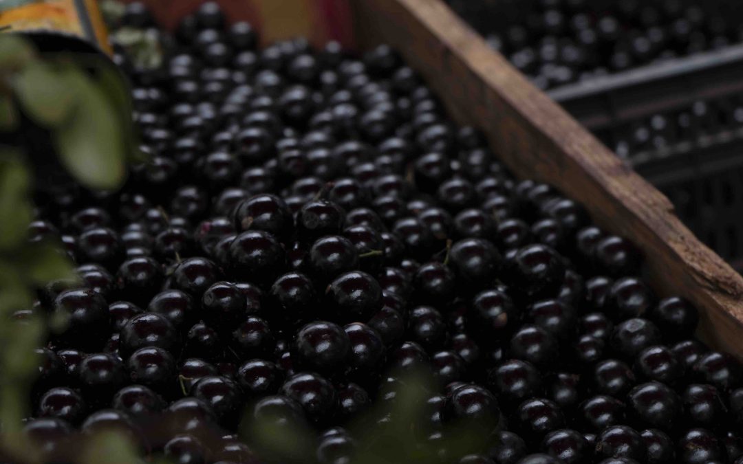 Concurso de geleia, licor e produtos inovadores é anunciado pelo 37º Festival de Jabuticaba de Sabará